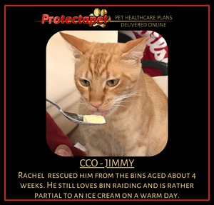Protectapet introduces Jimmy who is Rachel´s office cat, Rachel is the CCO chief claims officer and jimmy likes to raid the bins.